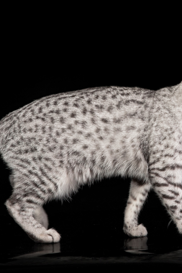 Египетская мау на черном фоне