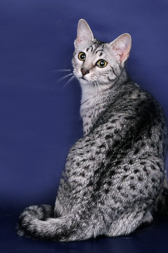 Египетская мау на синем фоне