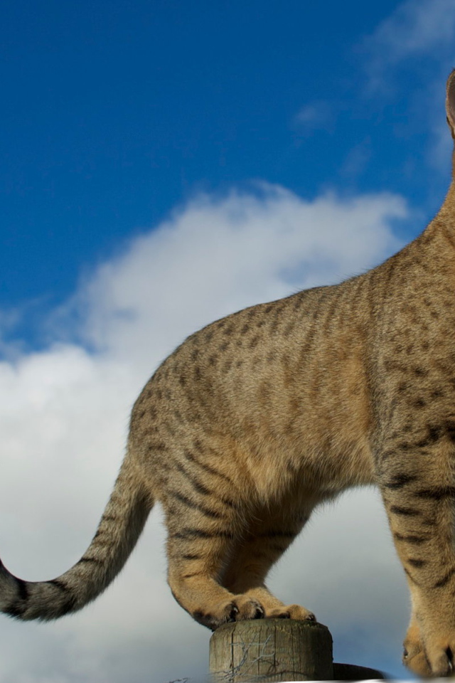 Египетская мау на заборе