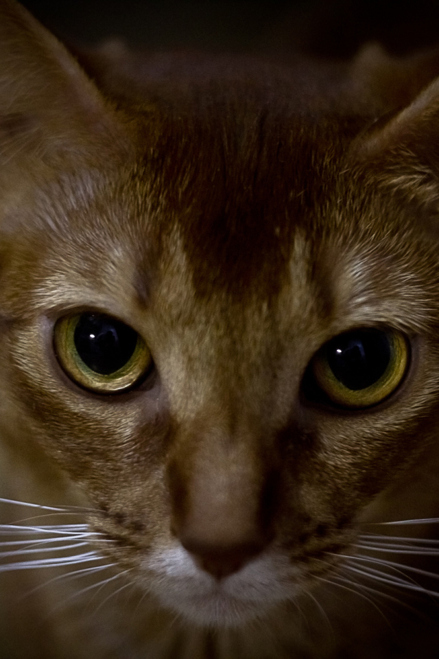 Глаза абиссинской кошки
