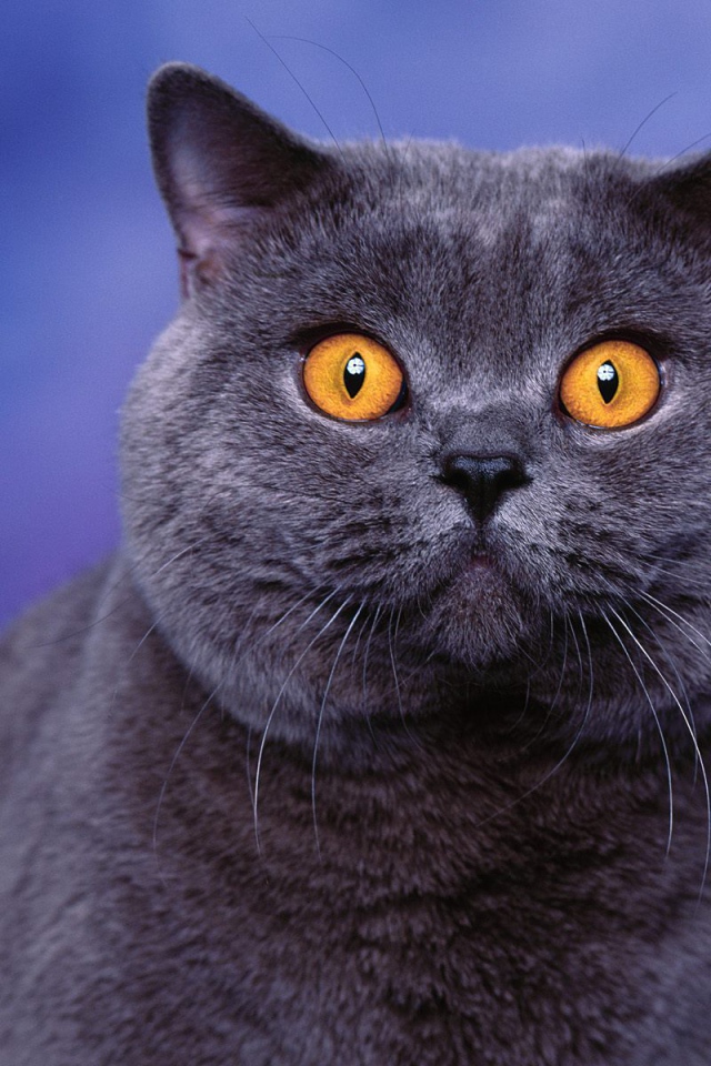 Глаза американской короткошерстной кошки