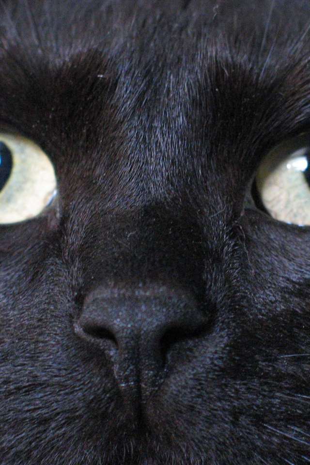 Глаза бомбейской кошки