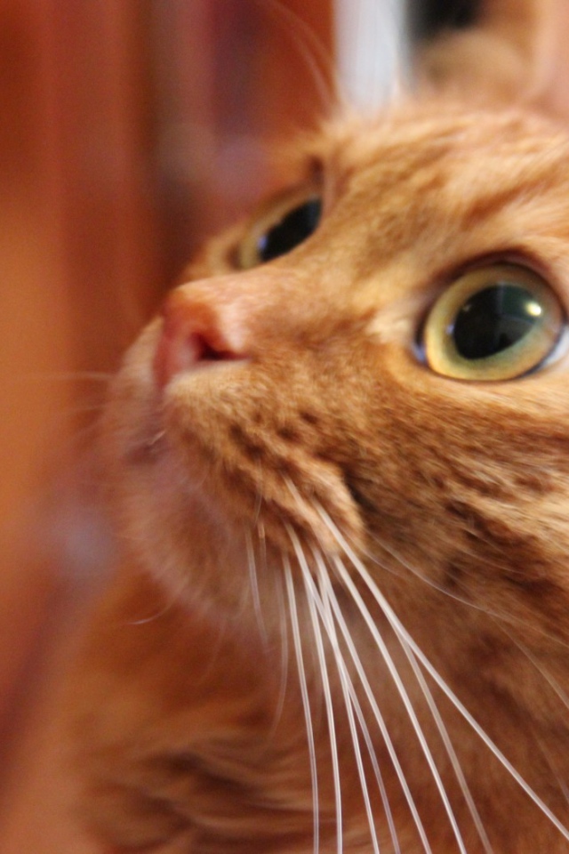 Глаза курильского бобтейла