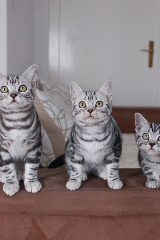 Семейство котят американской короткошерстной кошки