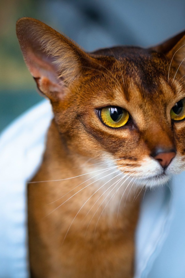 Модная абиссинская кошка