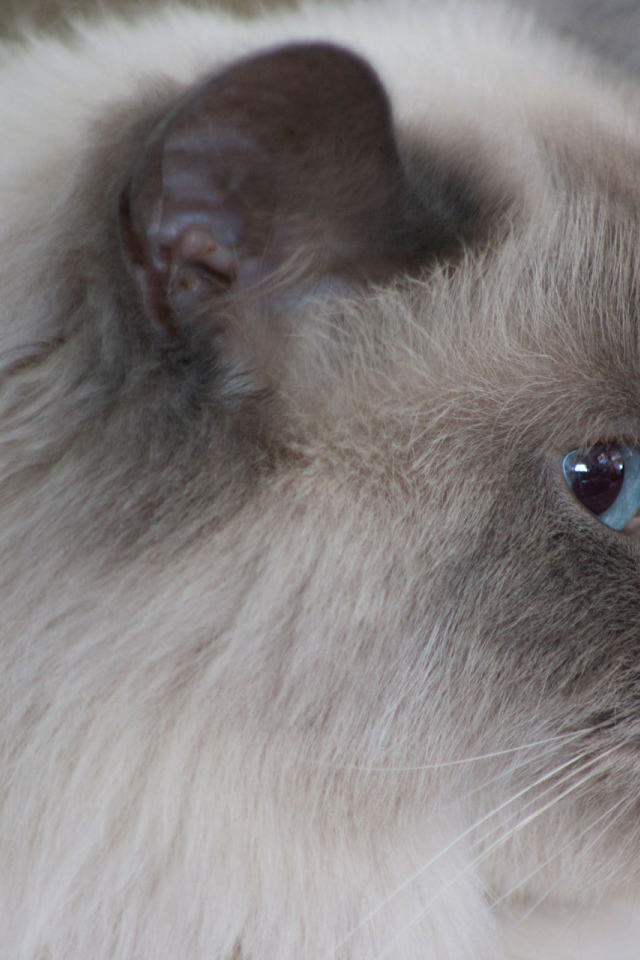 Пушистая гималайская кошка