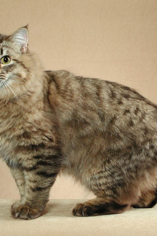 Пушистый японский бобтейл