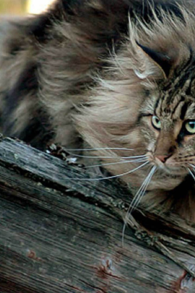 Пушистая норвежская лесная кошка