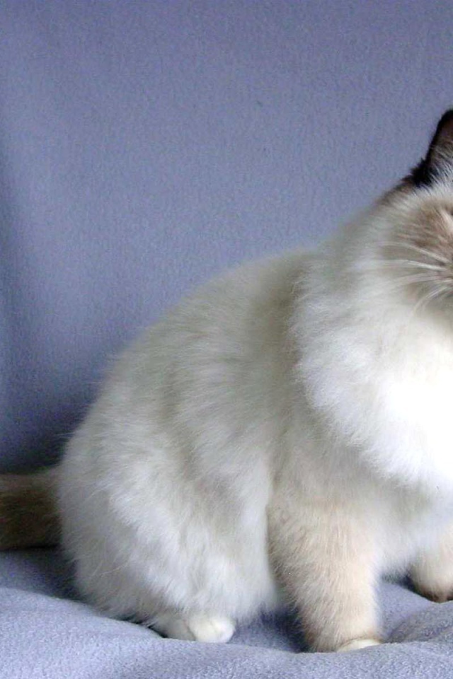 Пушистая кошка сноу-шу