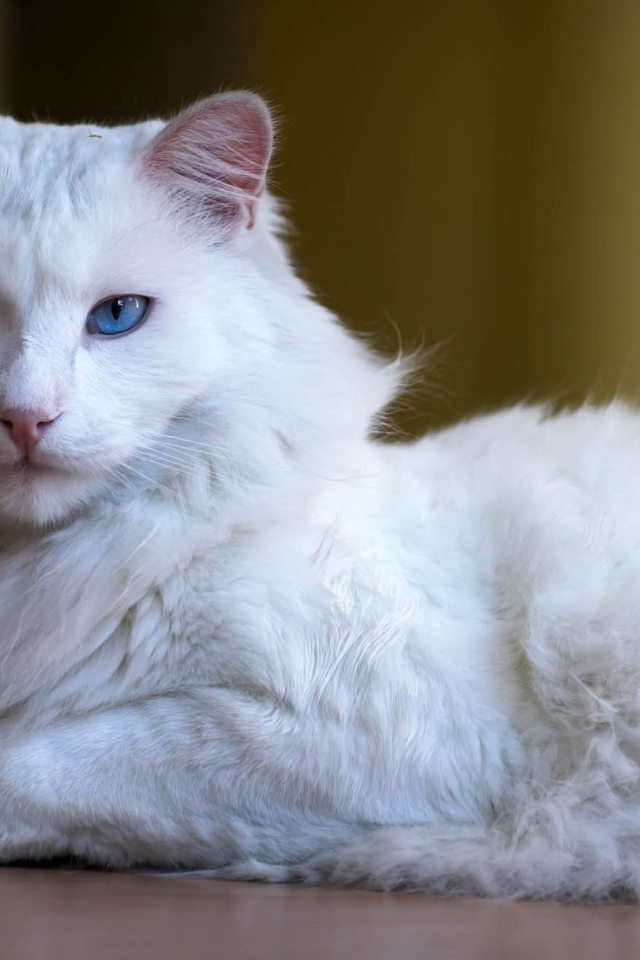Пушистый кот турецкая ангора