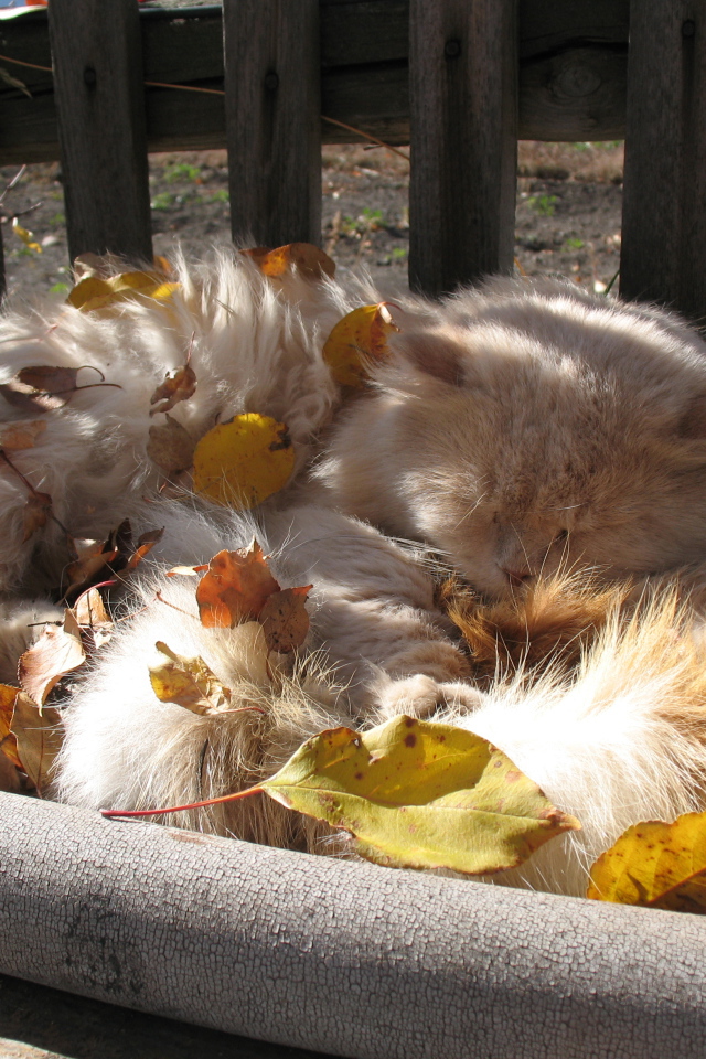 Пушистый кот в листьях