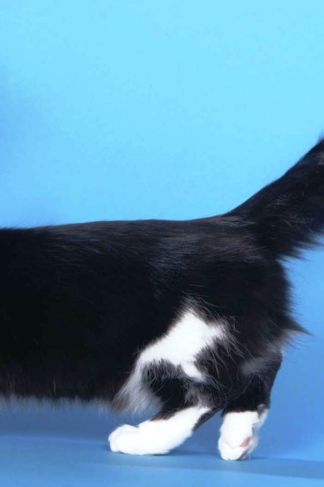 Пушистая кошка манчкин