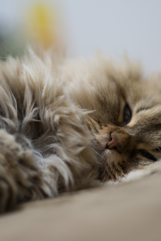 Пушистый кот дремлет