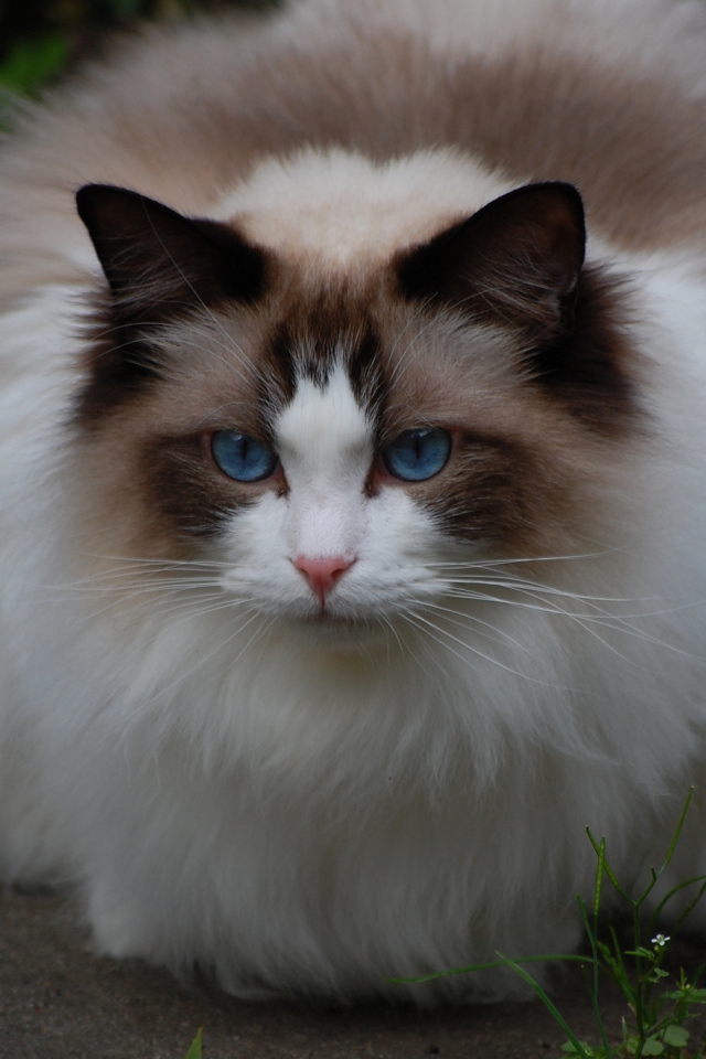 Пушистая кошка рэгдолл