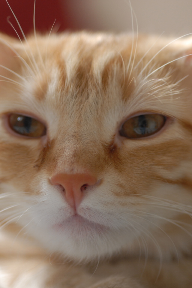 Пушистая рыжая европейская короткошерстная кошка