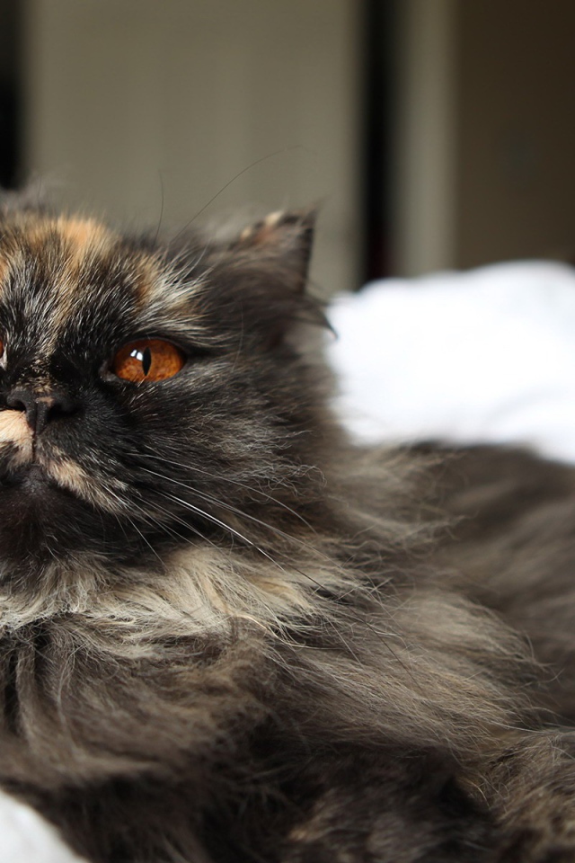 Пушистый серый кот