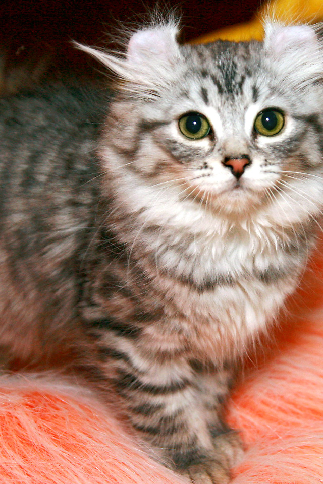 Пушистый котенок американский керл