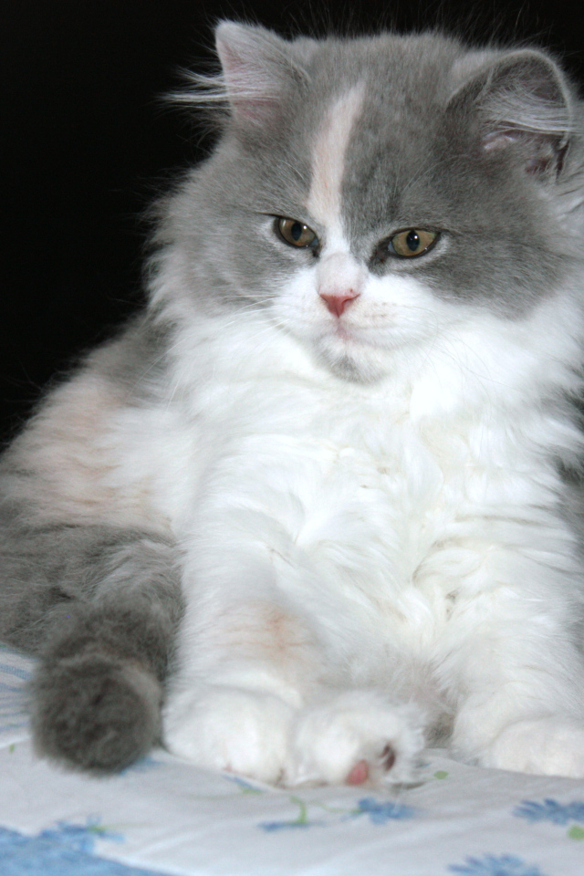 Пушистый котенок британской длинношерстной кошки