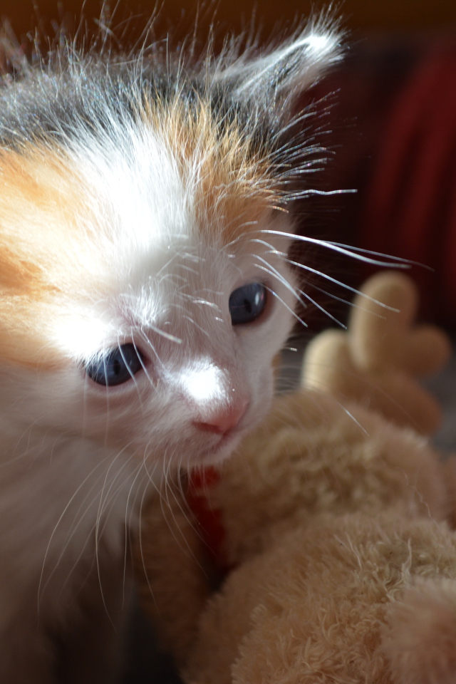 Пушистый котенок японского бобтейла