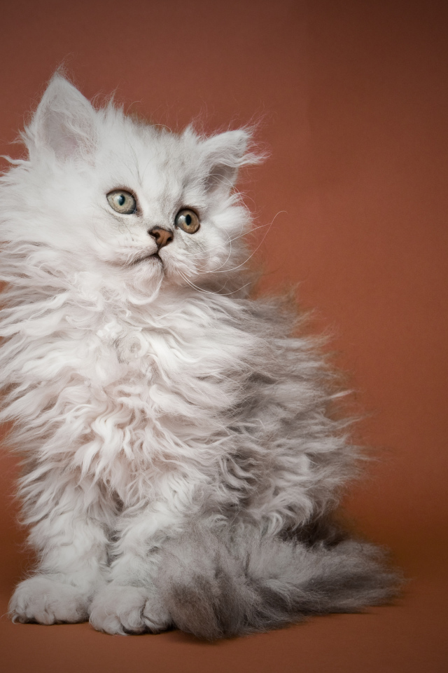 Пушистый котенок селкирк рекс