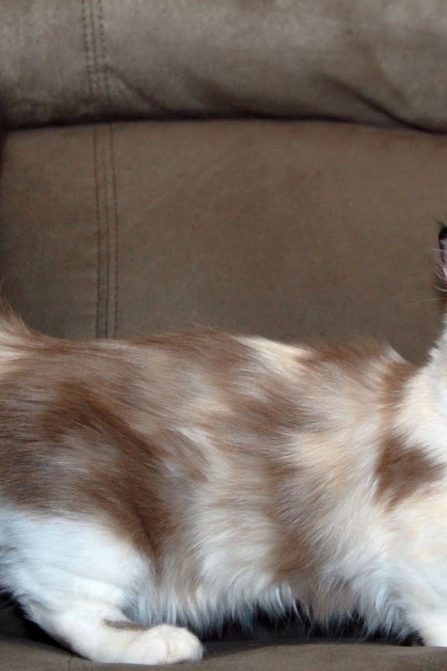 Пушистый хвост кошки манчкин
