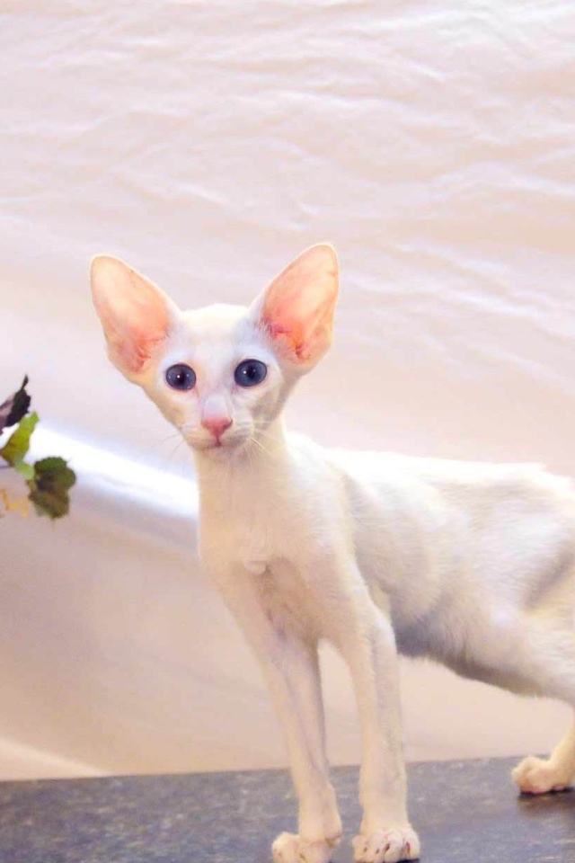 Котенок форин вайт