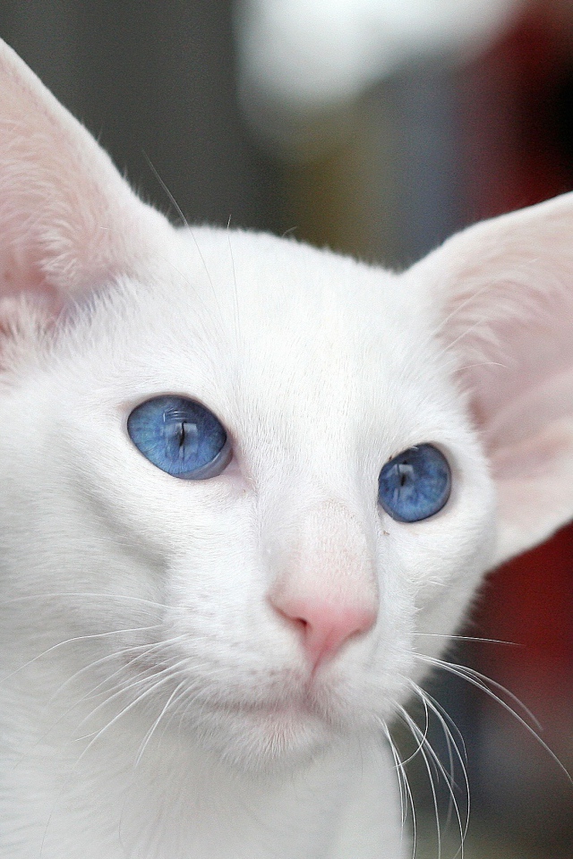 Голубоглазый форин вайт