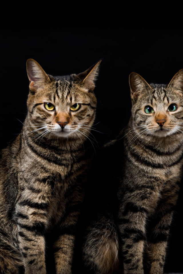 Четыре красивых кота