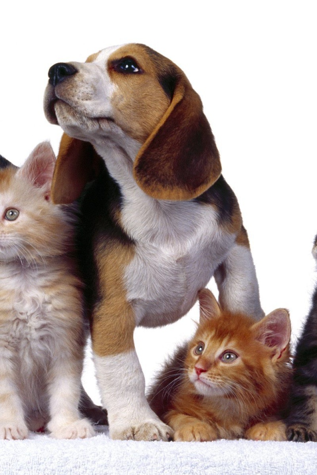 Четыре друга