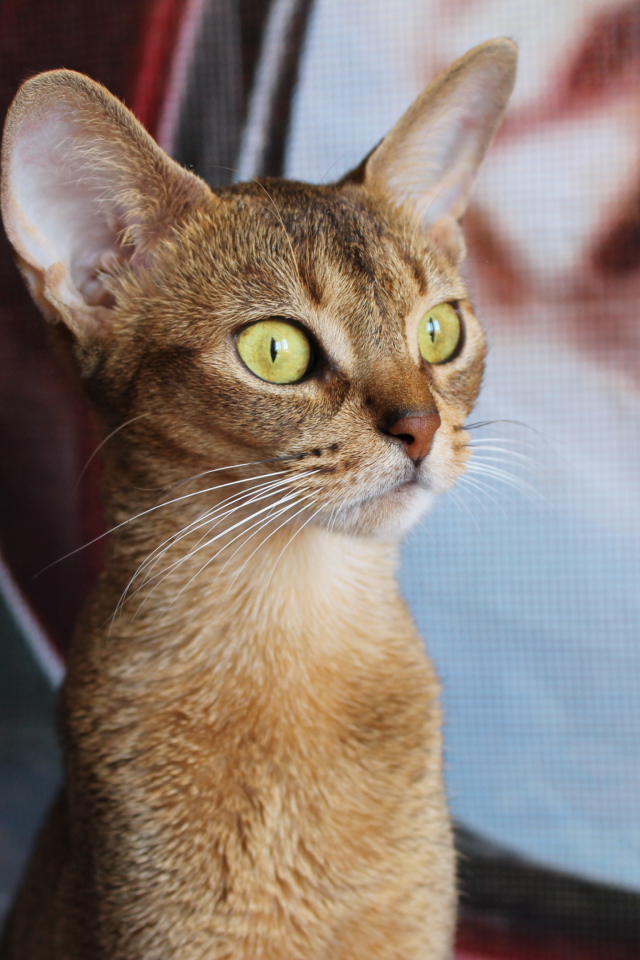 Забавный котенок абиссинки