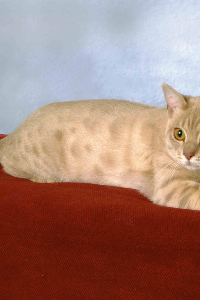 Забавный австралийский мист