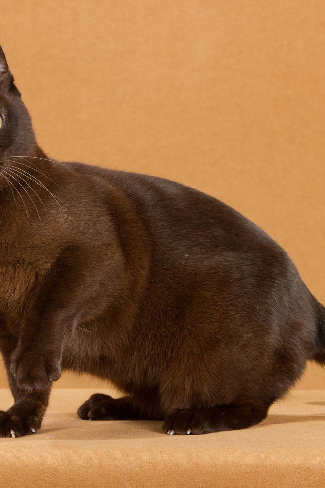 Забавная бурманская кошка