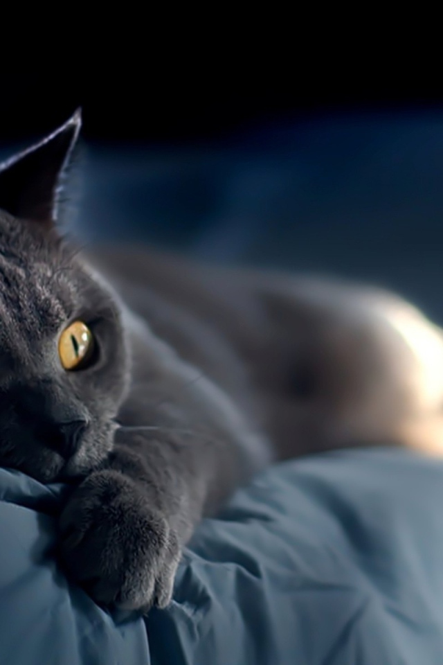 Забавная русская голубая кошка