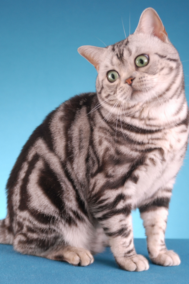 Забавная американская короткошерстная кошка