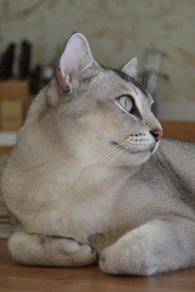 Забавная кошка бурмилла