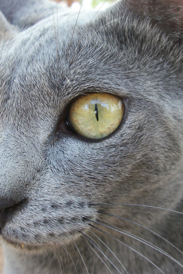 Забавный кот корат