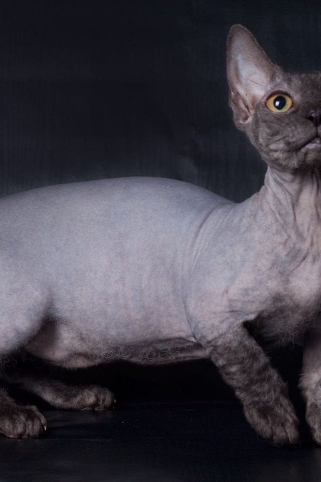 Забавный кот минскин