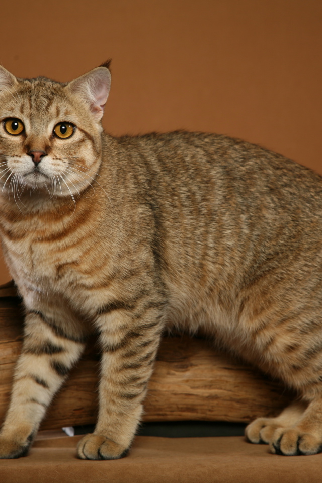 Забавный кот пиксибоб