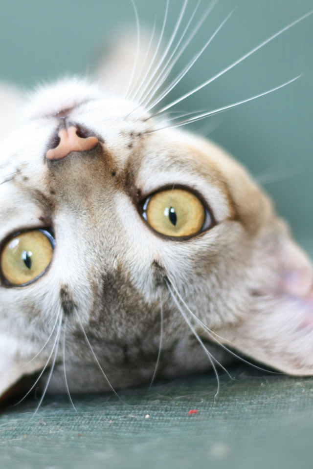 Забавная сингапурская кошка