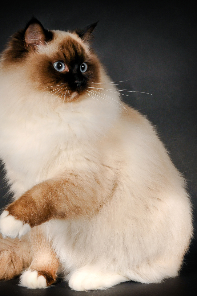 Забавная кошка рэгдолл