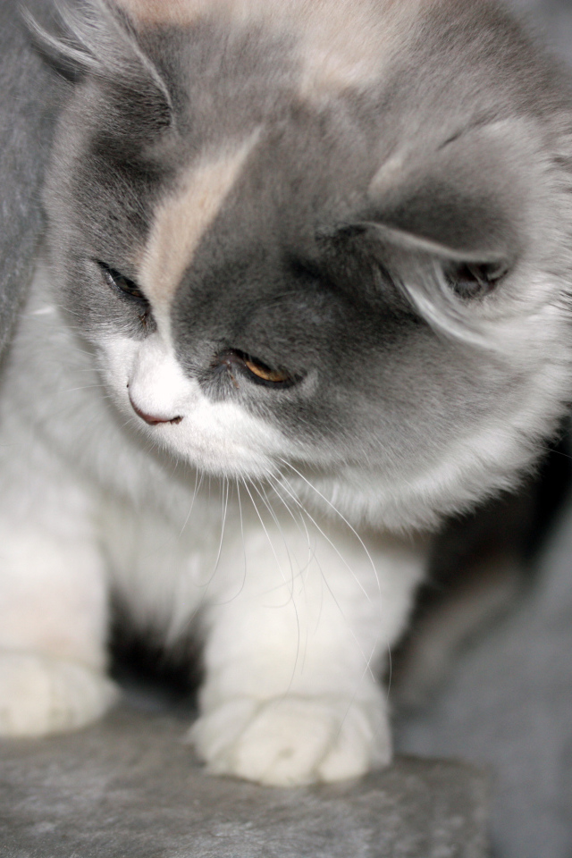 Забавный котенок британской длинношерстной кошки