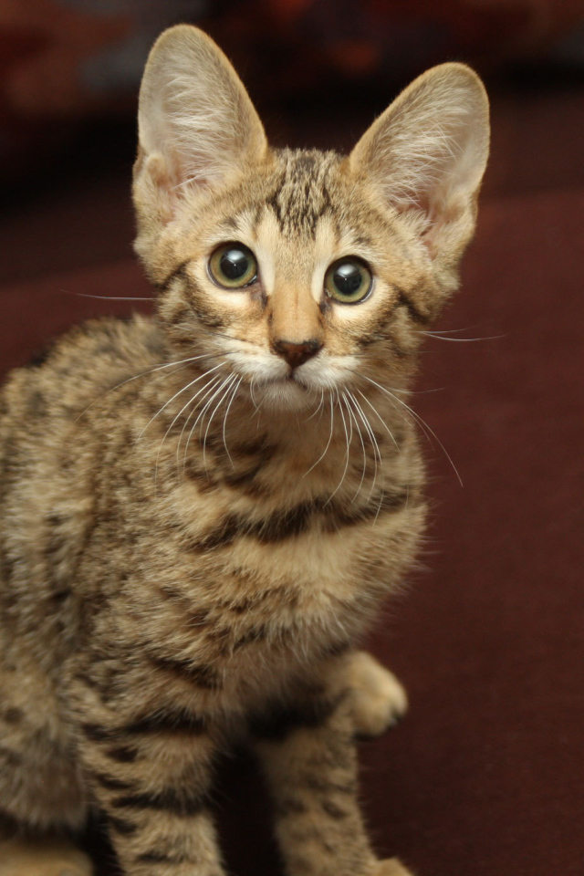 Забавный котенок саванна