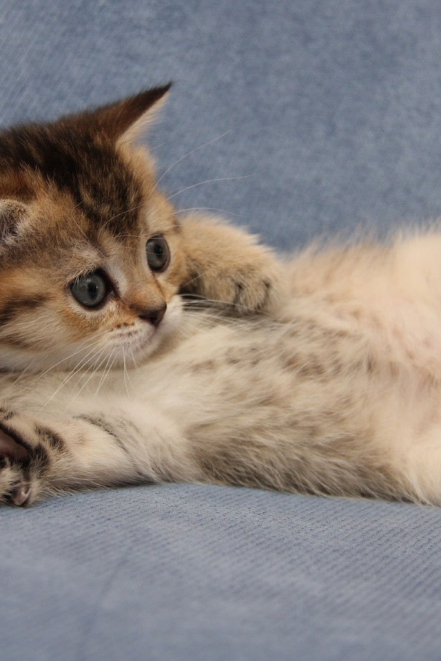 Забавный котенок турецкий ван