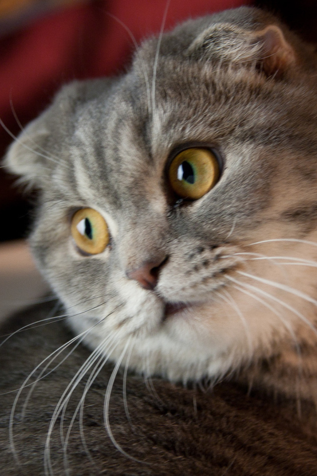 Забавная шотландская кошка