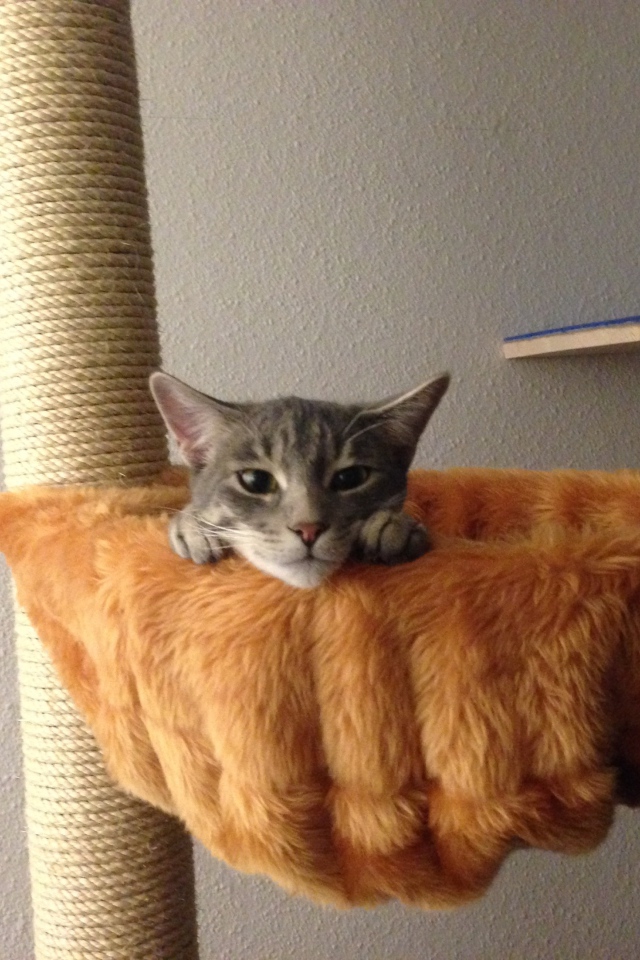 Немецкий рекс в корзине