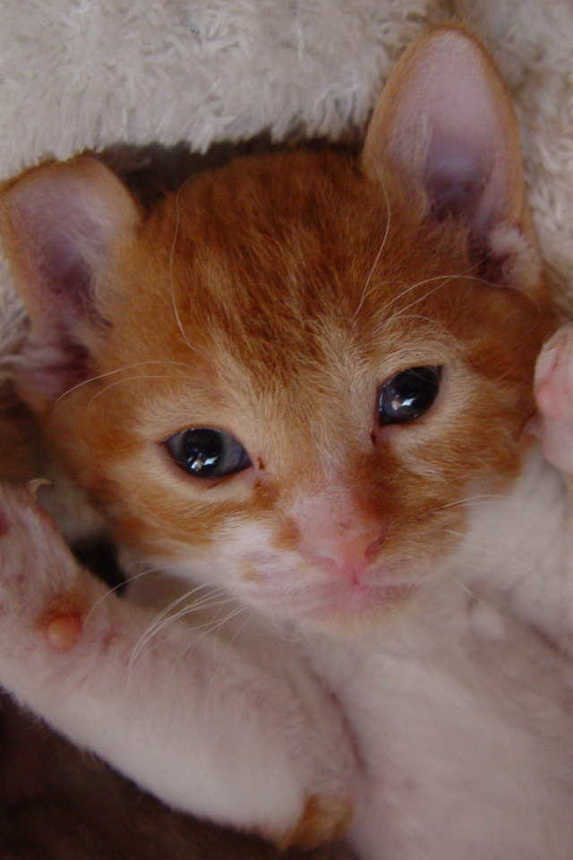 Котенок немецкий рекс