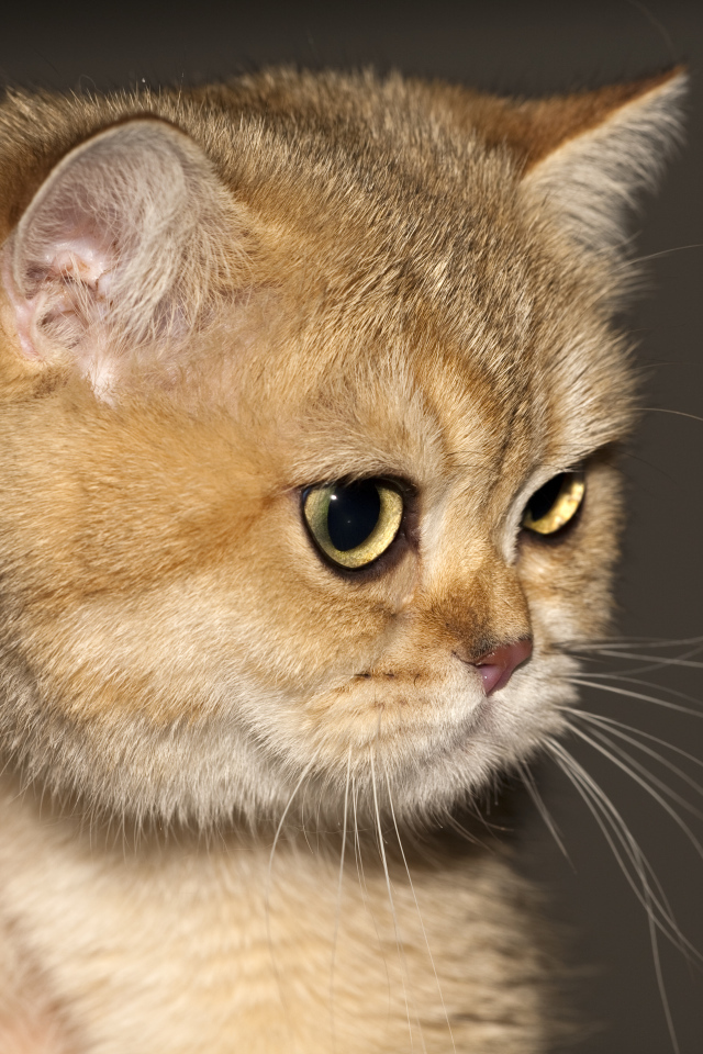 Рыжая британская короткошерстная кошка