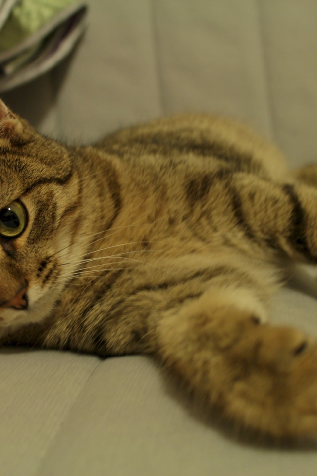 Рыжая европейская короткошерстная кошка