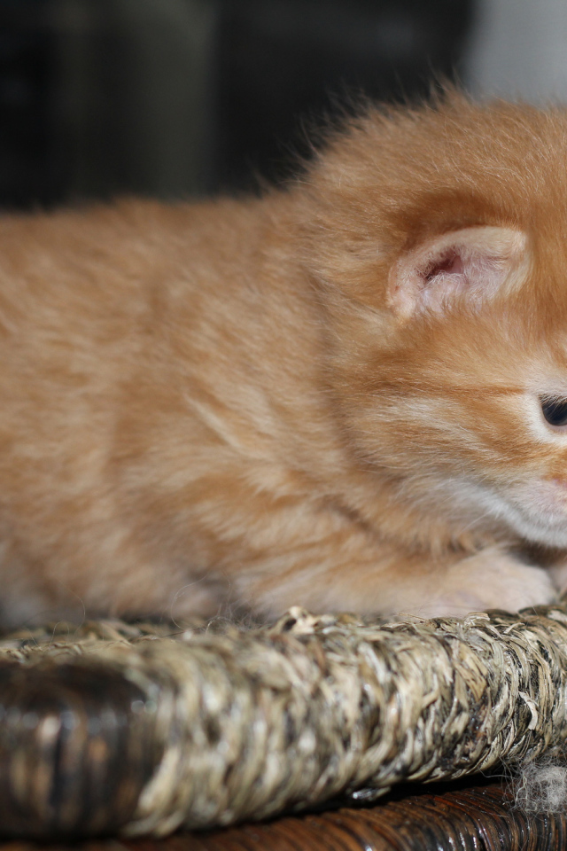 Рыжий котенок американский бобтейл