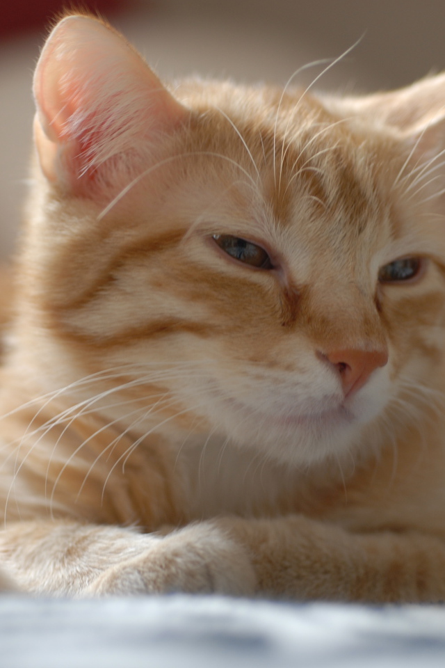 Рыжий котенок европейской короткошерстной кошки